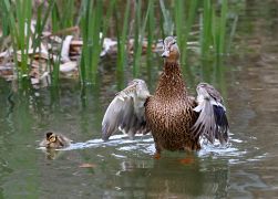 Ostern In Jena Elf Entenkueken Sorgen In Woellnitz Fuer Freude 05